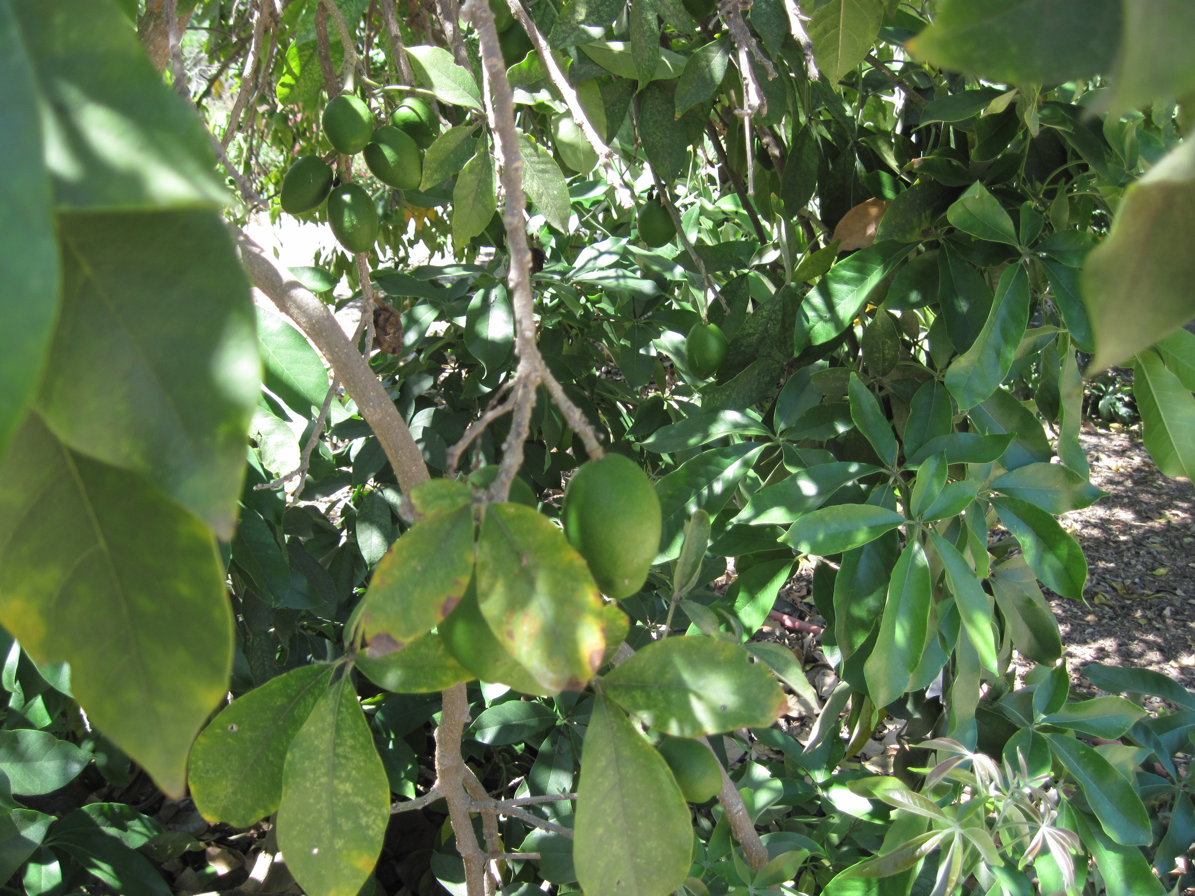 ساپوت سفید برگ پشمی